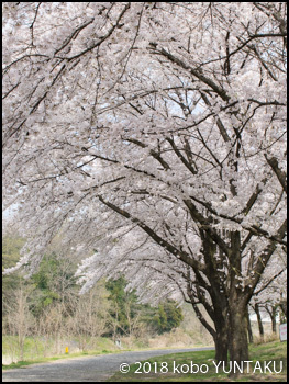 棒名白川沿いの桜並木