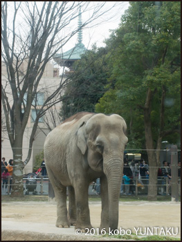 上野動物園のゾウ